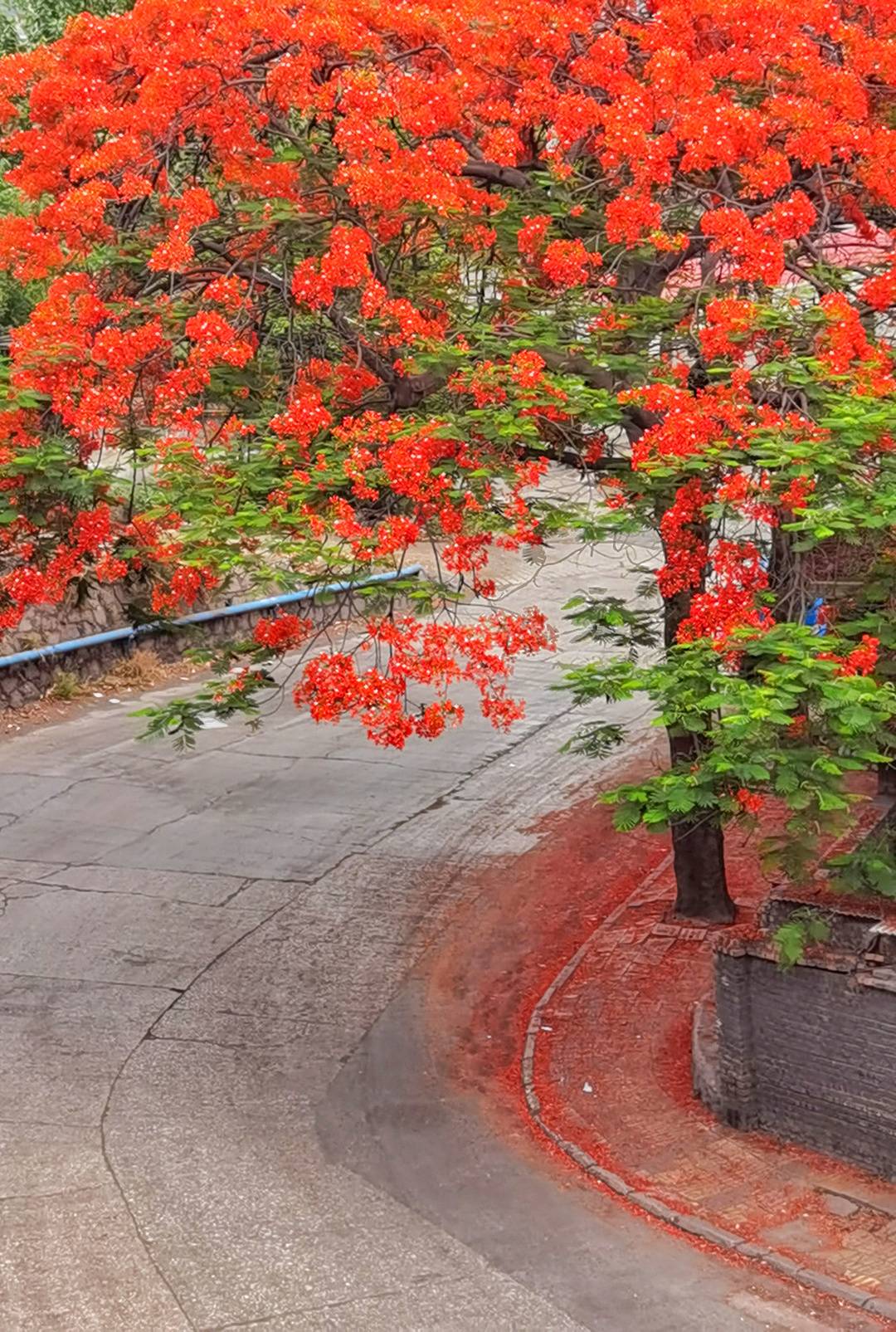 图集丨四川攀枝花"红花楹"正在怒放 叶如飞凰之羽,花若丹凤之冠