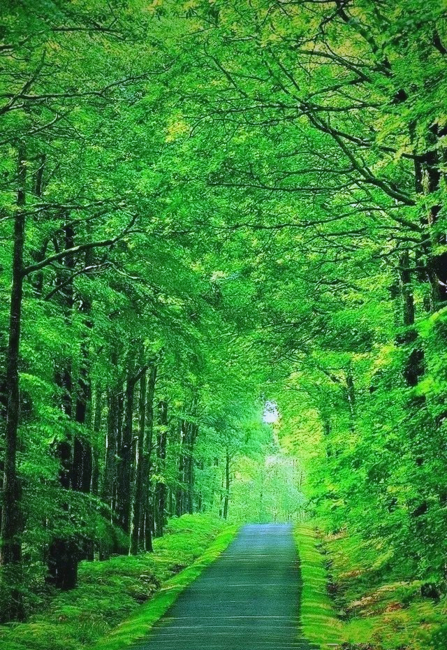 高清微信护眼图集,选一张做聊天背景,保护你的眼睛!