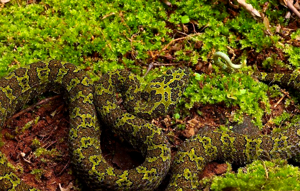 一种比大熊猫更濒危的野生蛇类