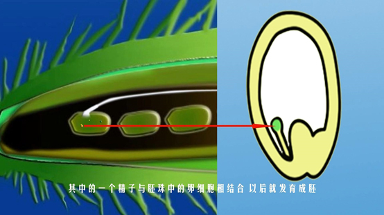 大豆横切面基本结构图图片