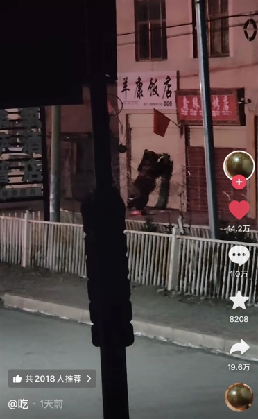除夕夜两只熊狂捶饭店门 扯坏卷帘门进入 当地回应：门已修好