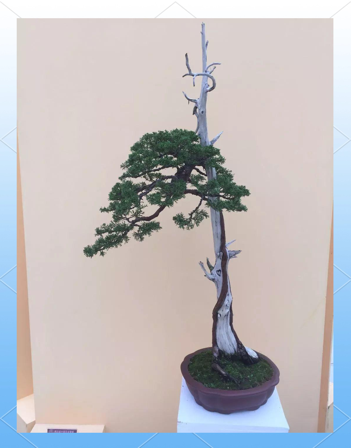 真柏小苗种植方法及刺化处理