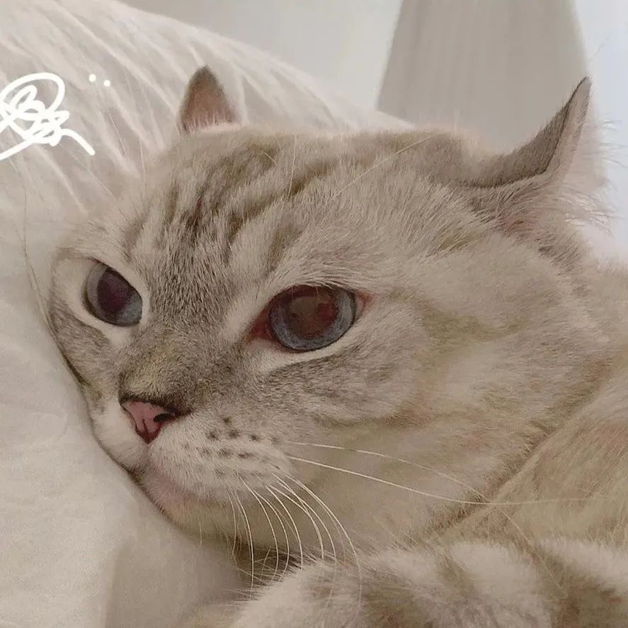 最近超火的猫咪头像～换一个吧