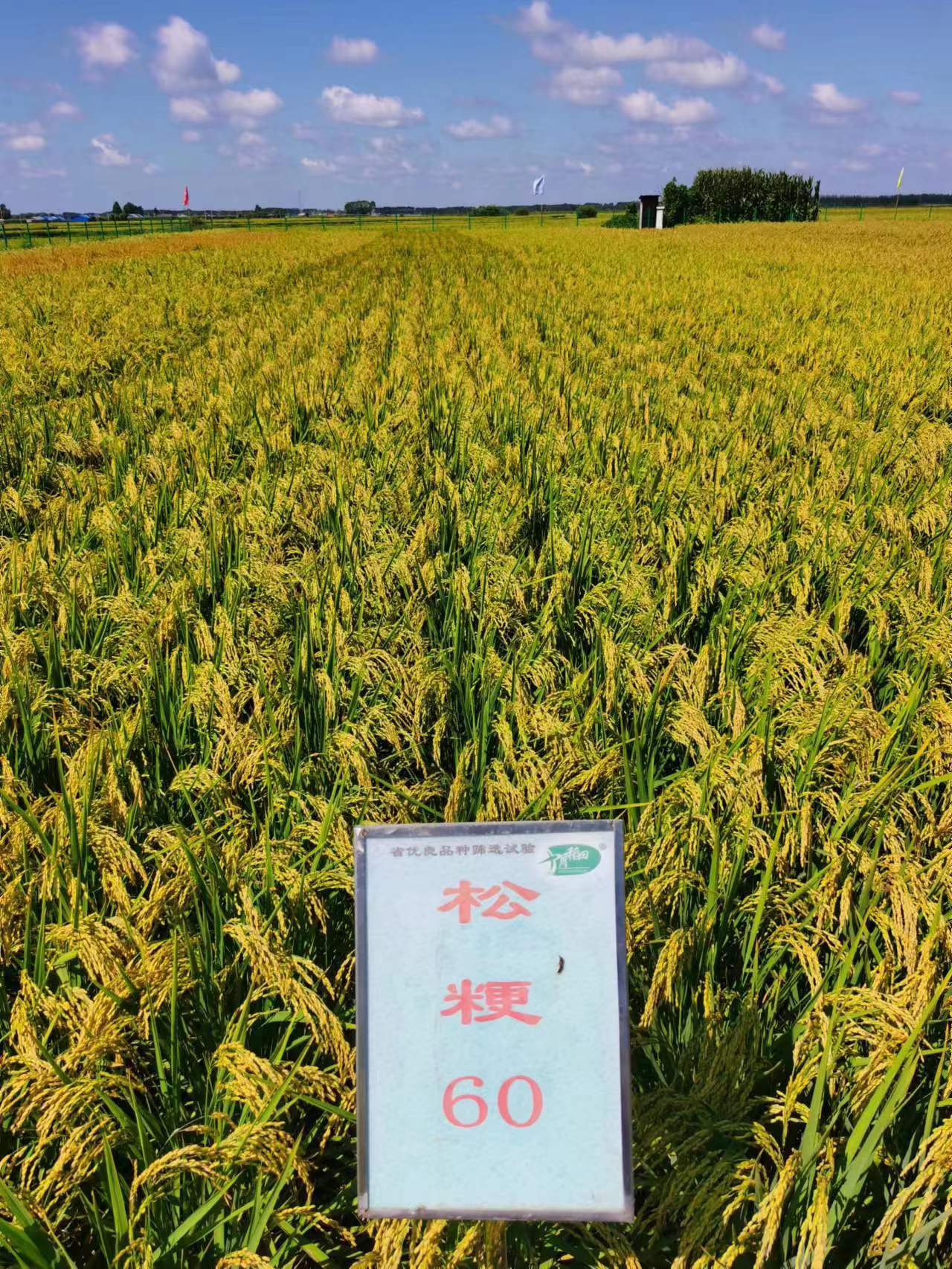 黑龙江省耐盐碱水稻品种创新有新突破