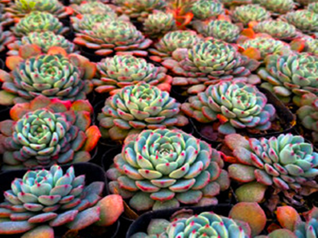 多肉粉姬莲和蓝姬莲有啥区别?姬莲圈太乱费脑子,都这么养就对了