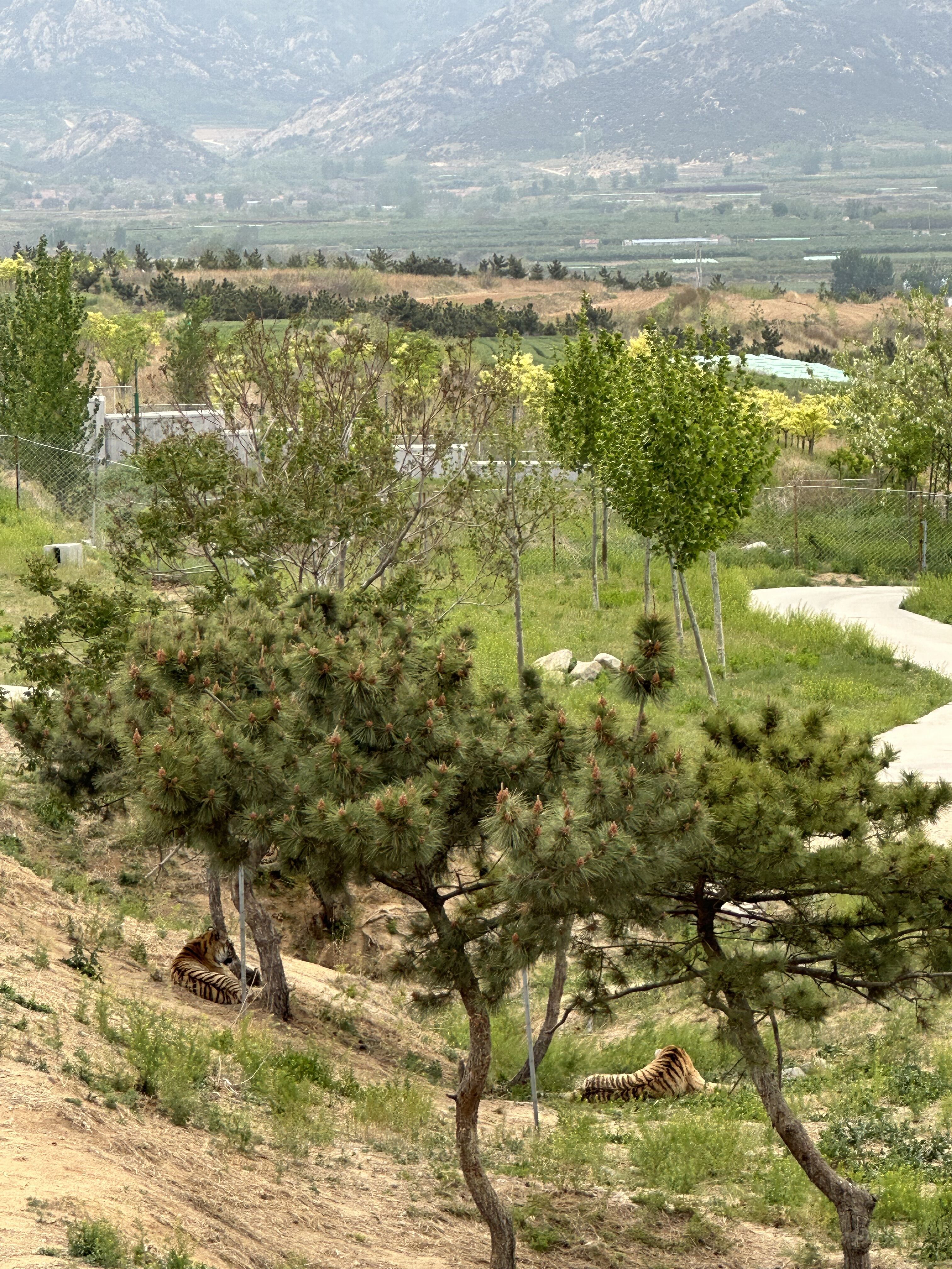 组图|莱州马家庄:人与动物共绘生态美景