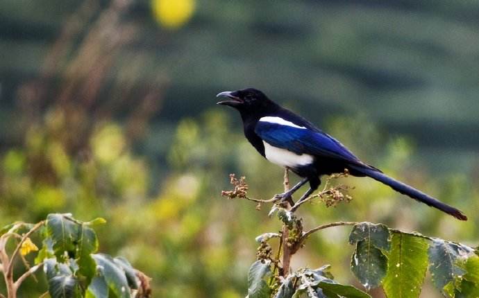 天籁之音‖小区里的鸟叫与虫鸣