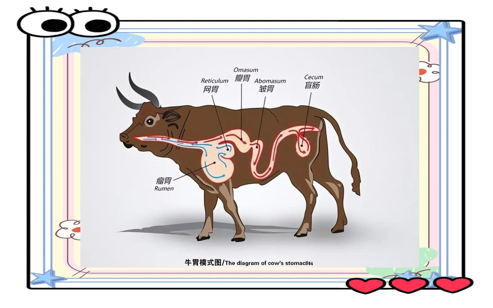 牛为何能从吃草中长出肌肉?人类为何不能?