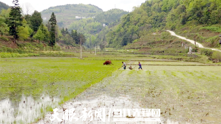 凤冈王寨:旱改水助力走稳粮食安全路