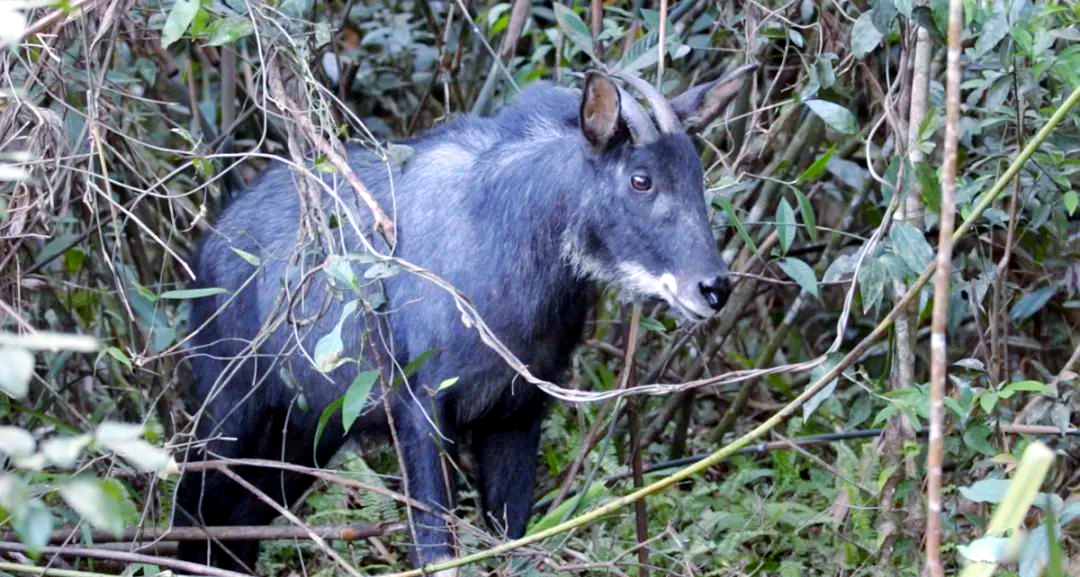 广东潮州自然保护区惊现独特"四不像"动物,颈有鬃毛,角似鹿蹄,一身