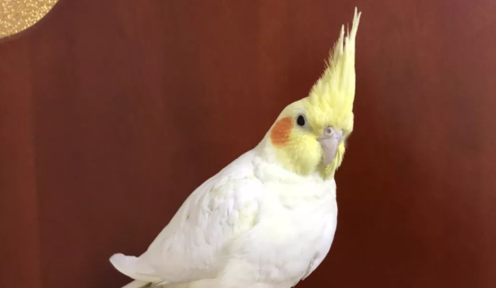 鹦鹉炸毛和蓬毛的区别