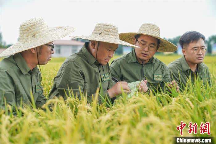 深圳钟哥水稻图片