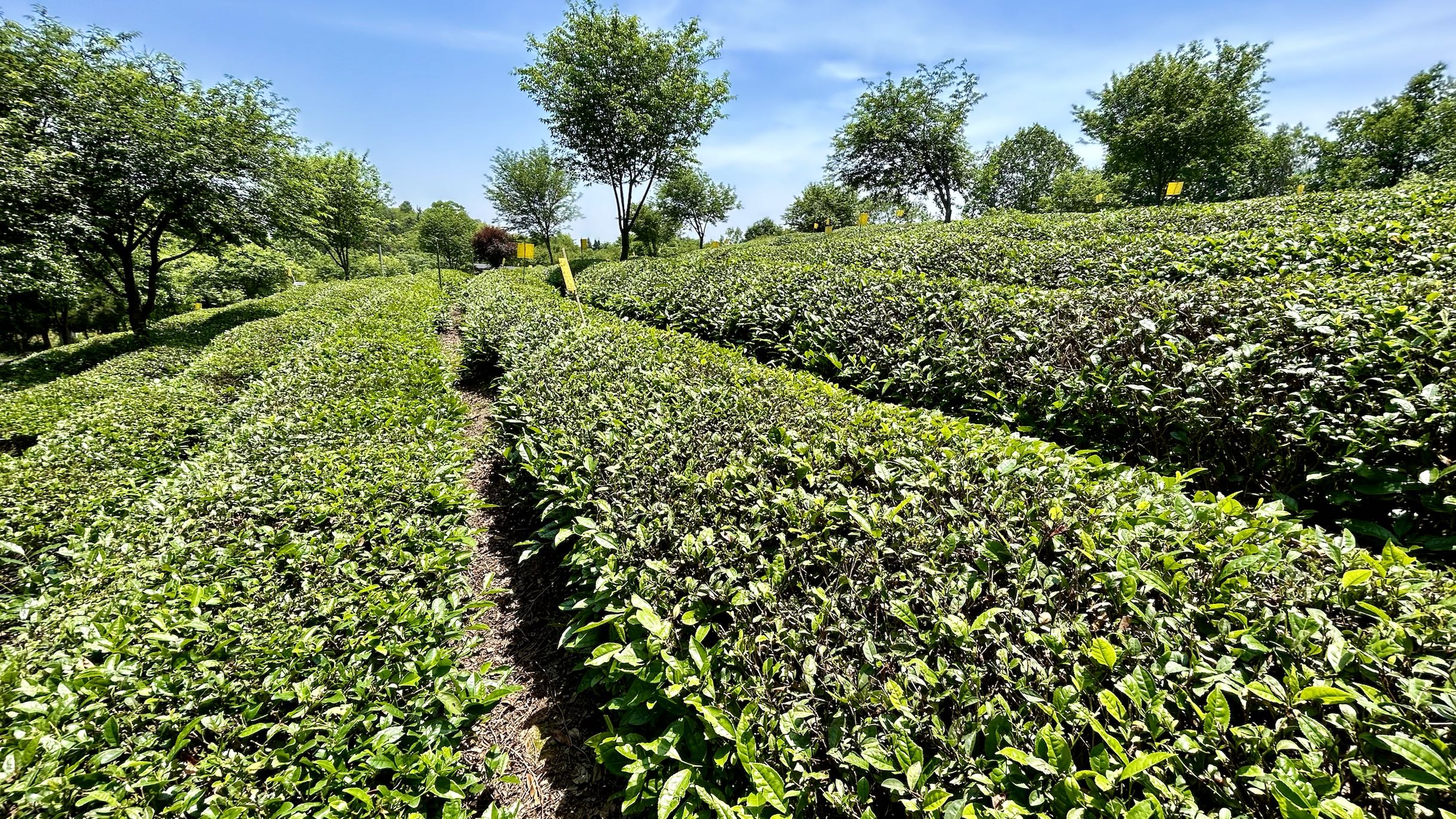 中國式現代化長三角實踐|文旅綜合體謝裕大茶博園