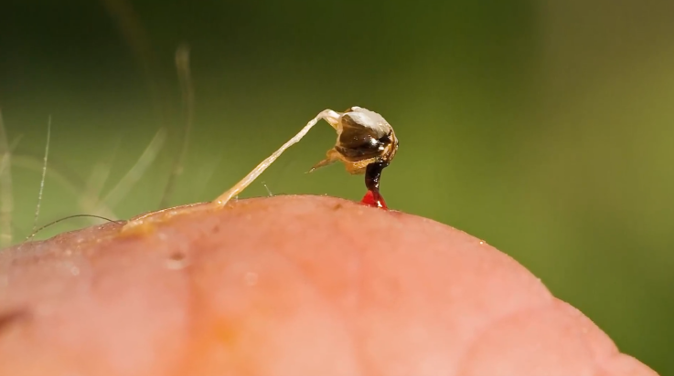 蜇过人的蜜蜂不一定会死?见证蜜蜂蜇人全过程