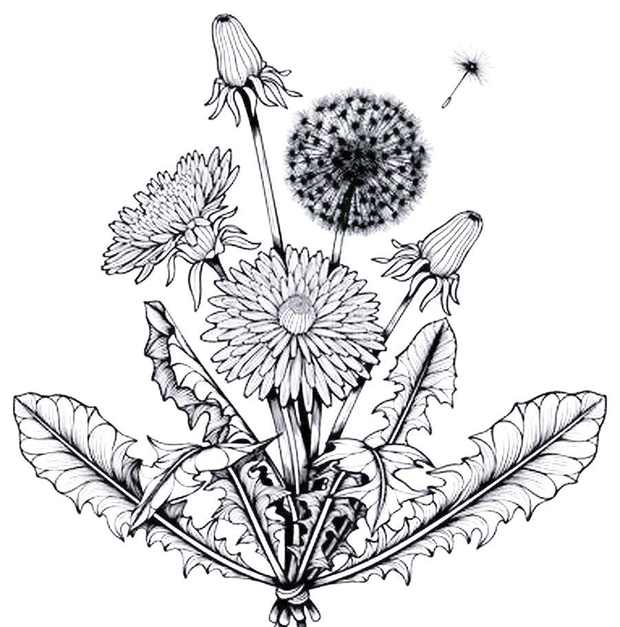 蒲公英的浪漫与创作:色粉笔与油画棒的完美结合