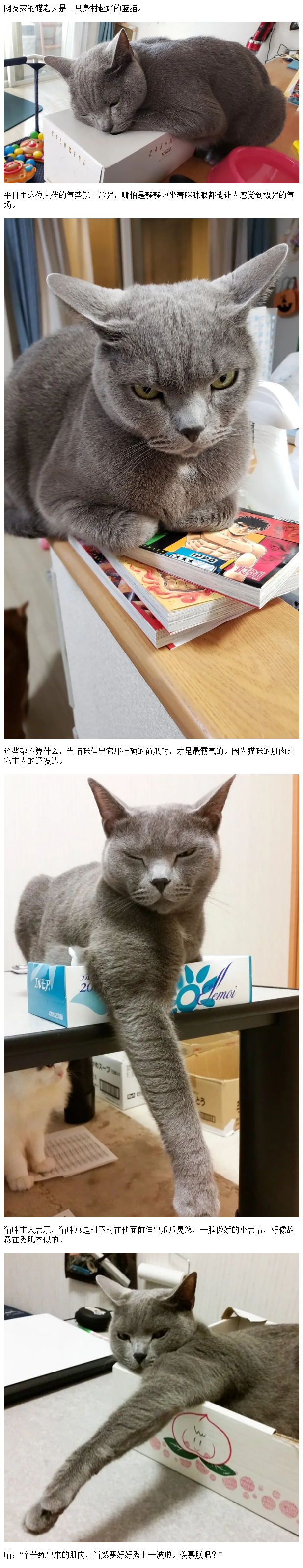 霸气蓝猫身材超好,每天都要秀一秀肌肉:羡慕了吧?