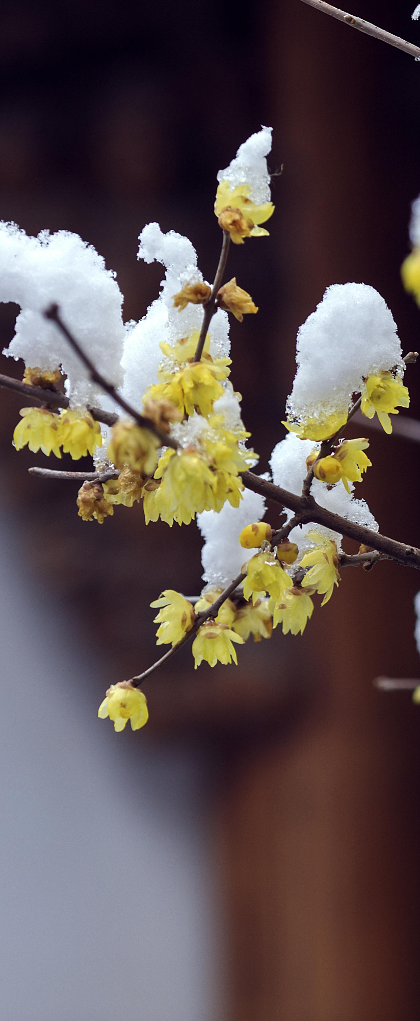 高清手机壁纸‖腊梅-墙角梅花临寒开