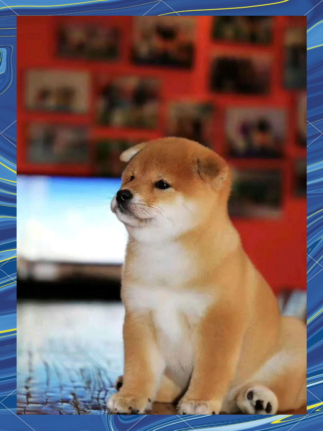 日本柴犬:为何能从猎犬变为全球宠儿?