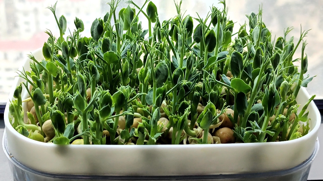 在家自己水培豌豆苗,无添加绿色又美味,凉拌豌豆苗清脆爽口