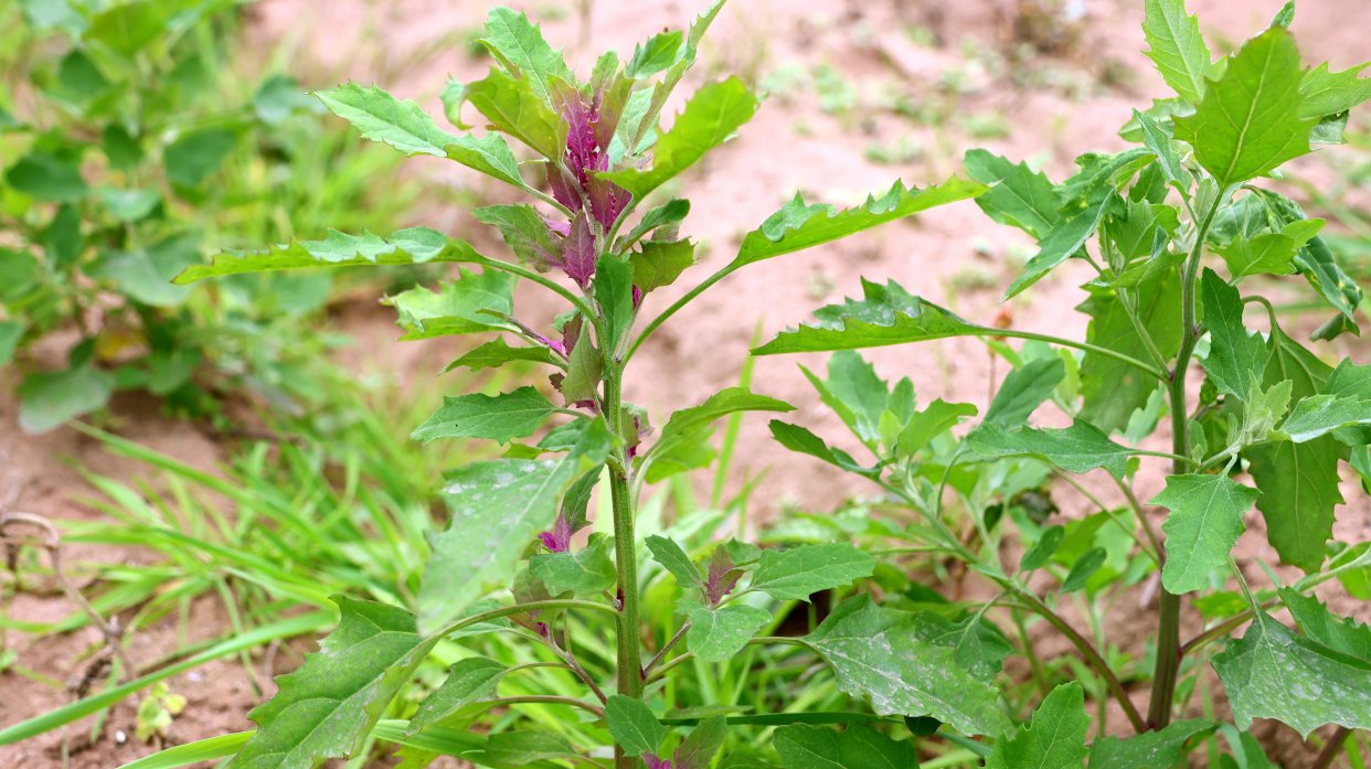 灰菜也叫胭脂菜:常成片生长,可做野菜可做饲料,还是很好的药材