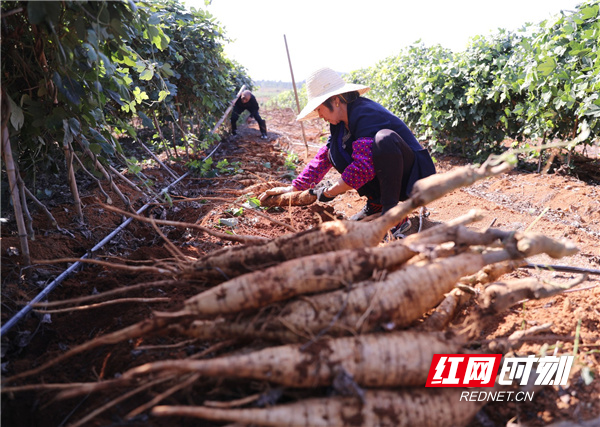 湖南省最大葛根基地图片