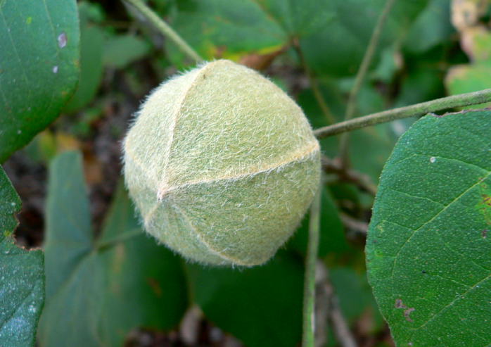 "鼻涕苹果"这一独特水果,在非洲的多个国家如苏丹,赞比亚,津巴布韦