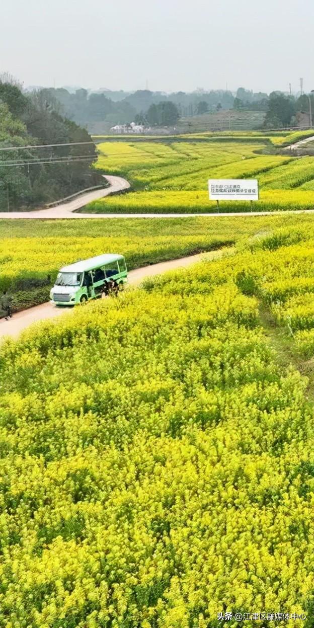 江津万亩油菜花海,开幕啦