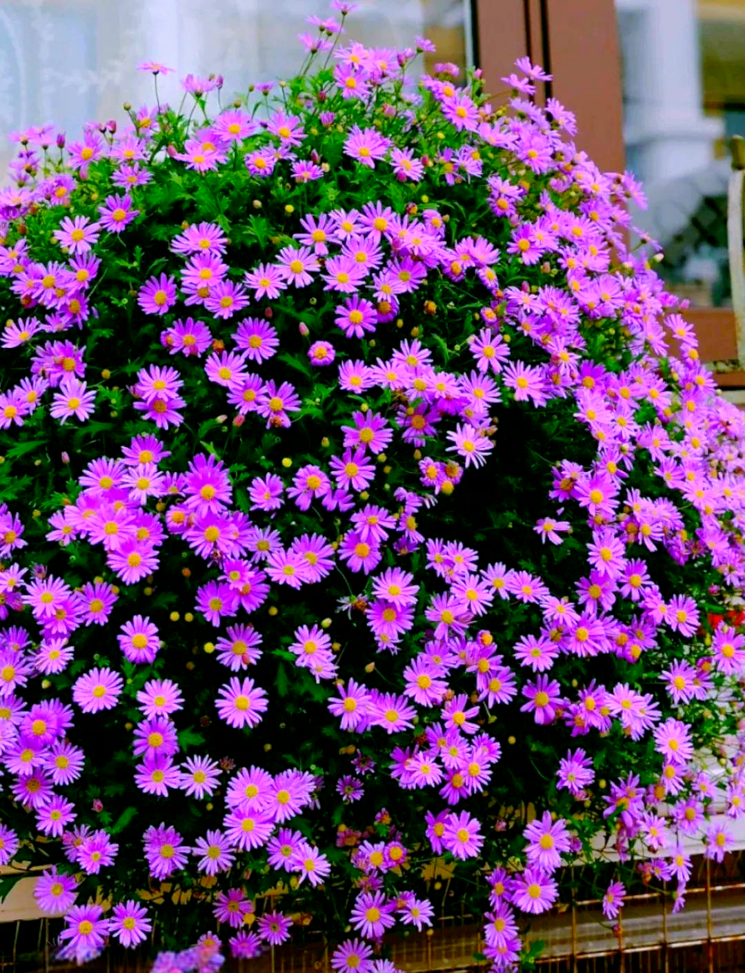 多款耐高温,耐晒的花卉,适合在夏日绽放,你心仪哪一款?