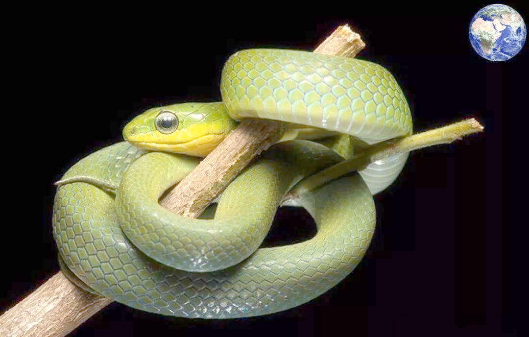 翠青蛇:一种美丽且无毒的蛇类