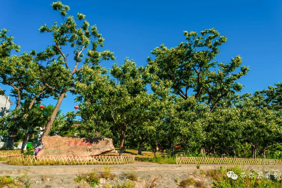 欢迎您到迁西来    认养一棵板栗树