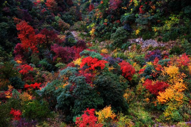 杭州这些"彩色森林",你都见过吗?