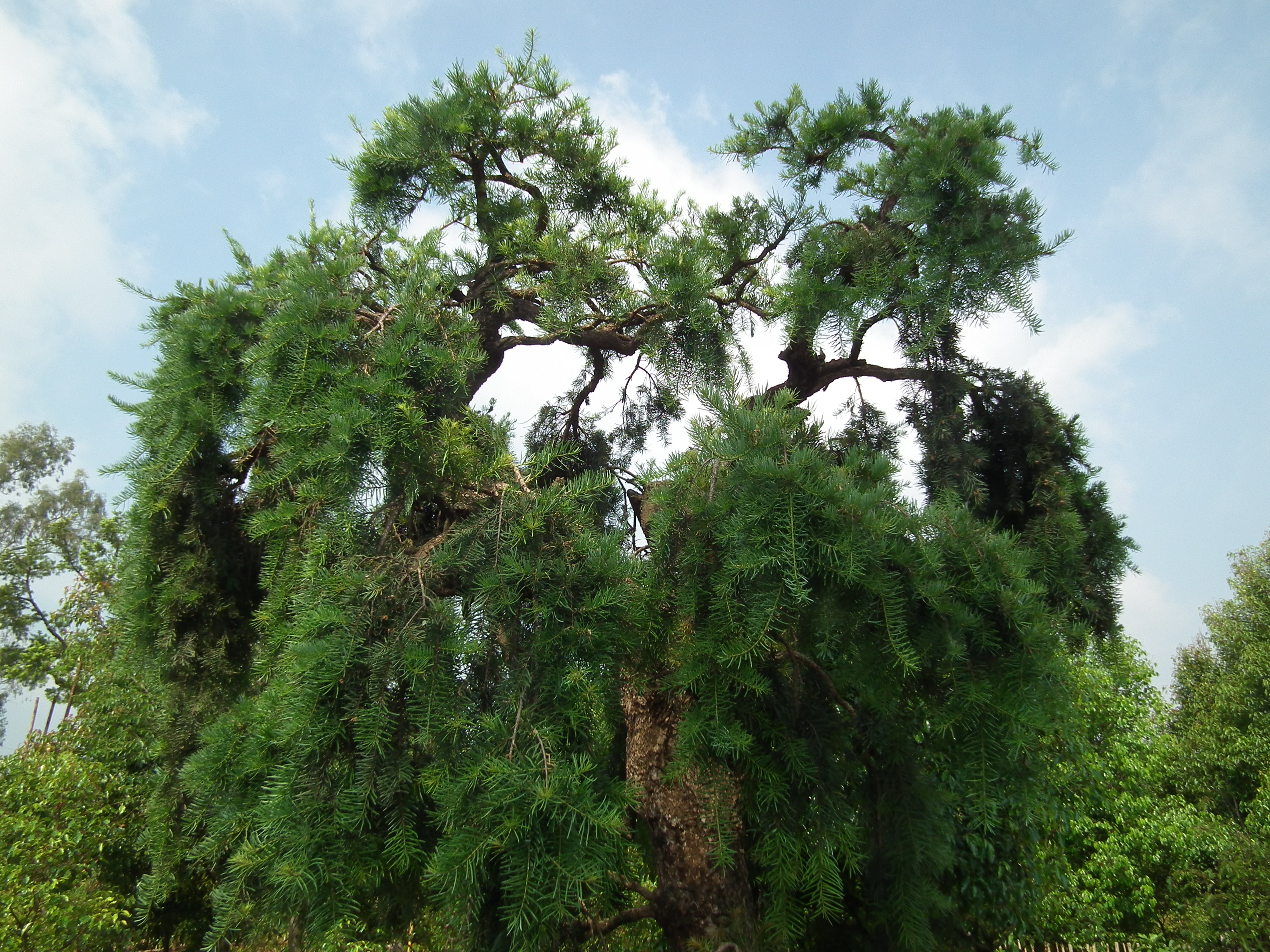 云南省极小种群野生植物:蓑衣油杉