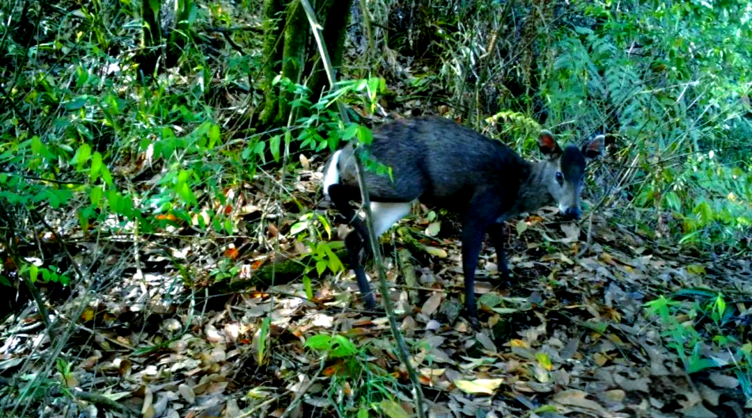 峨眉山红外相机记录珍贵野生动物画面