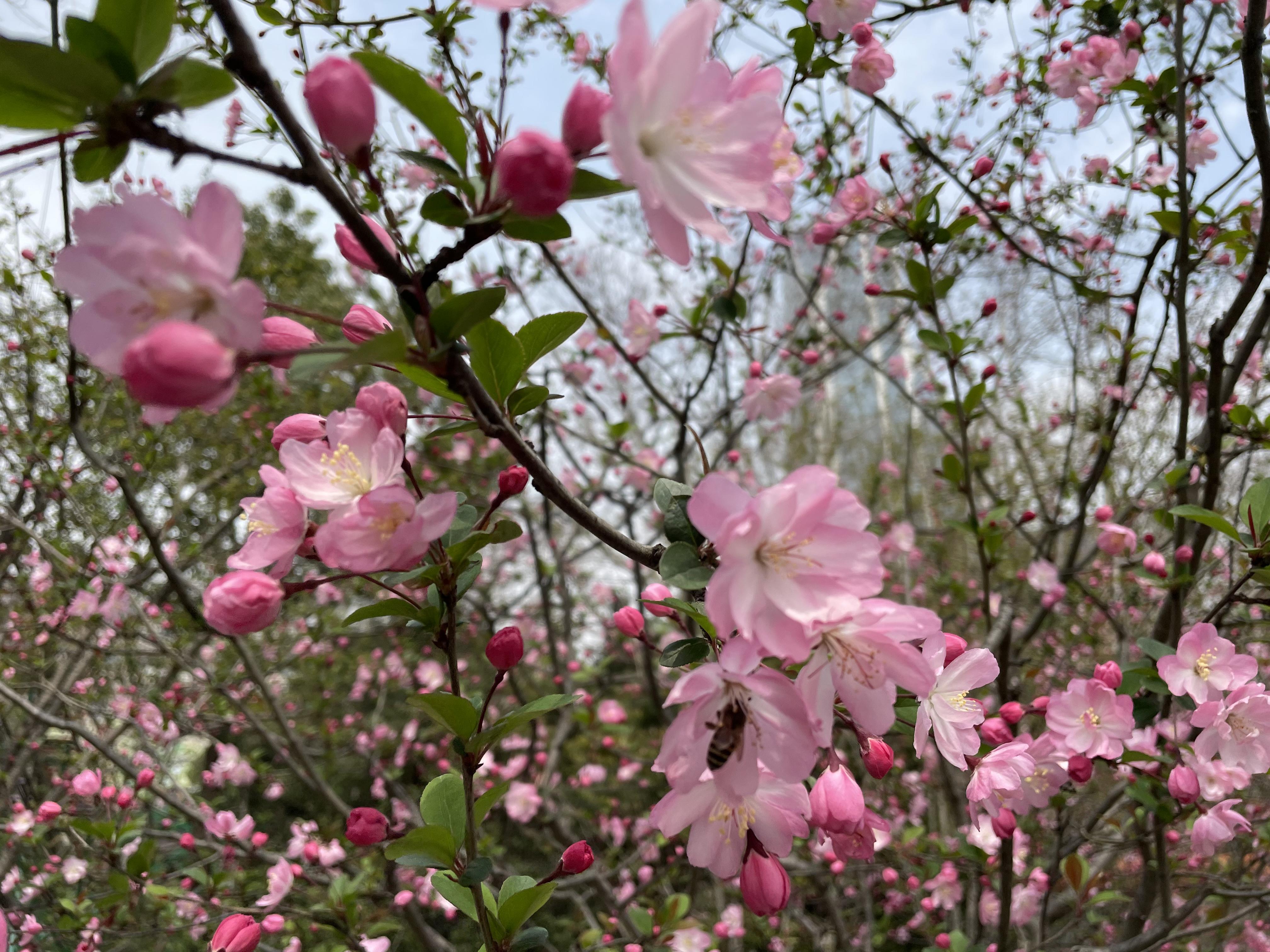 又到"国艳"秀色时!2024人民公园海棠文化节启幕