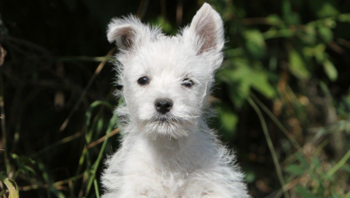 西高地和雪纳瑞区别