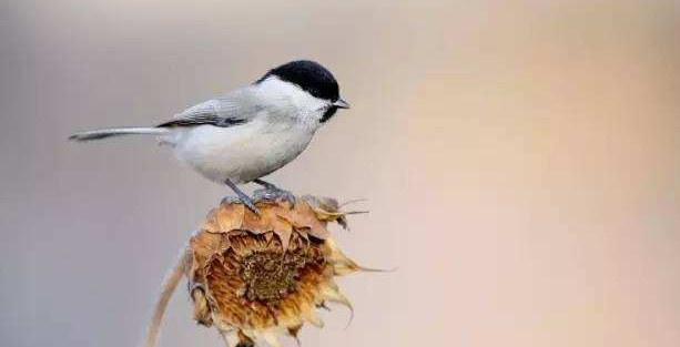 养红子雏鸟奥秘
