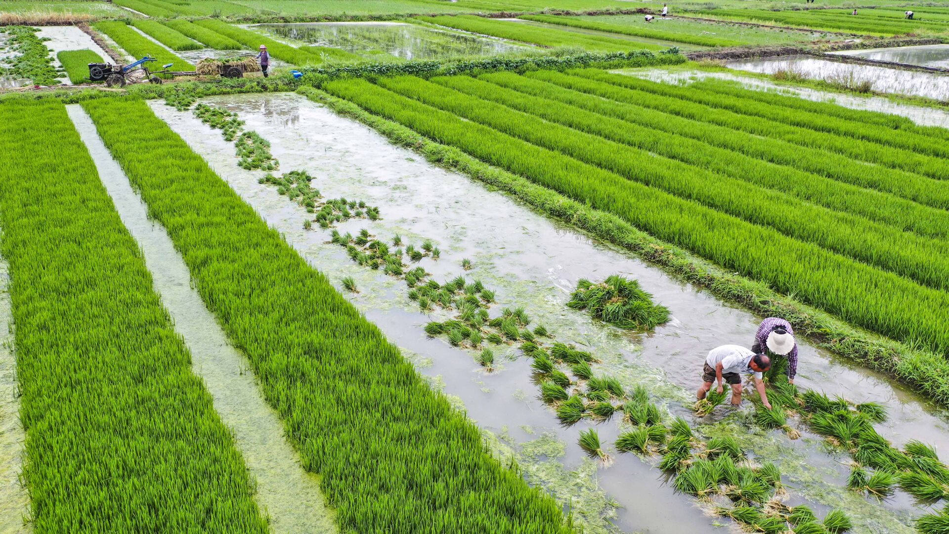 组图|运河两岸 水田插秧