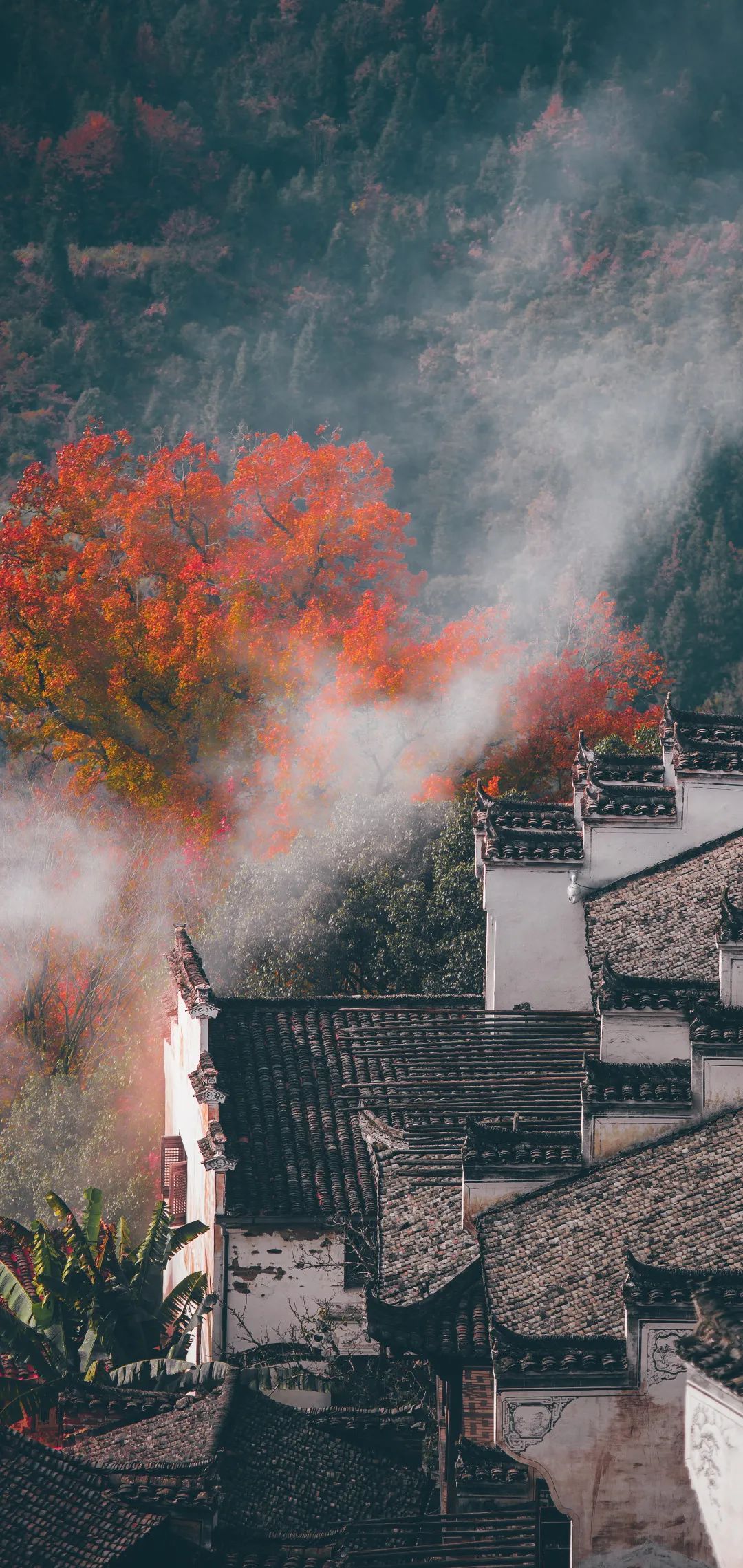 婺源枫叶图片