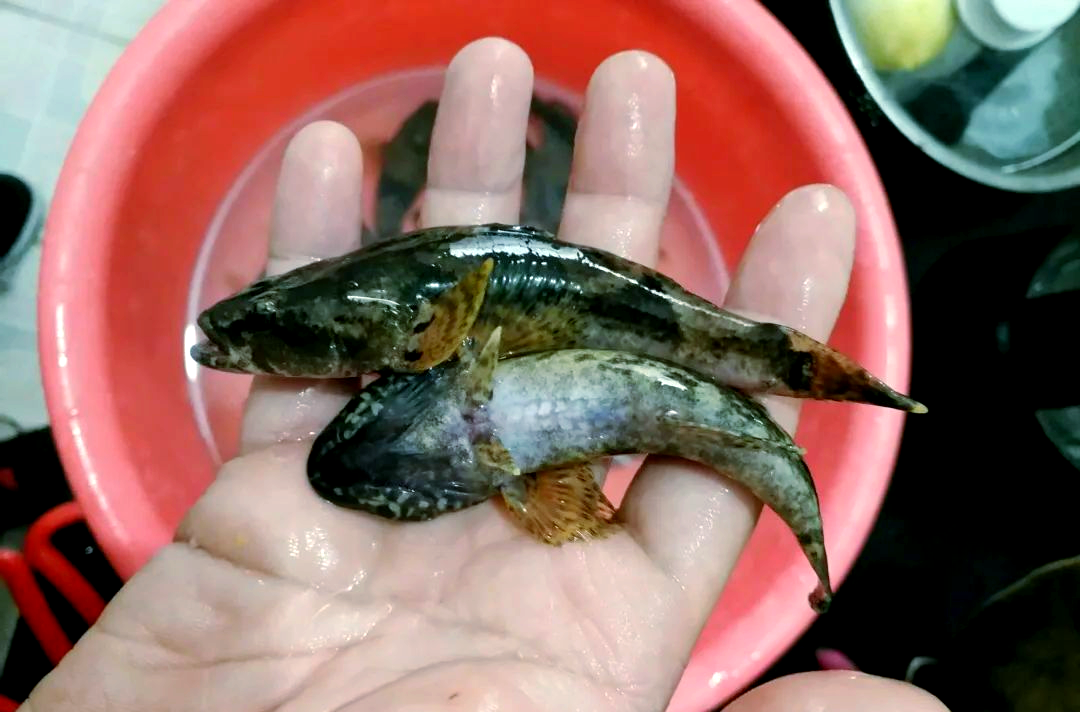 广东中山钓鱼爱好者在水库意外钓获大量沙塘鳢,证实其为本土鱼种