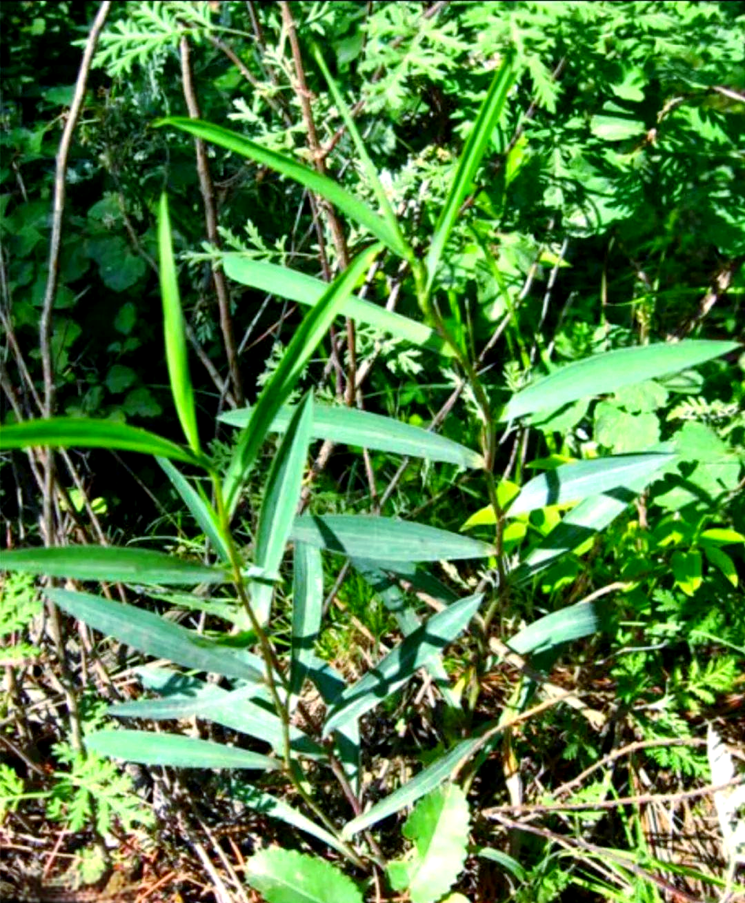 柴胡的种植要点与市场需求概述