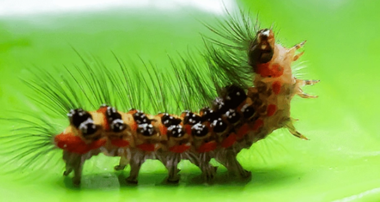 毛毛虫 有脚吗