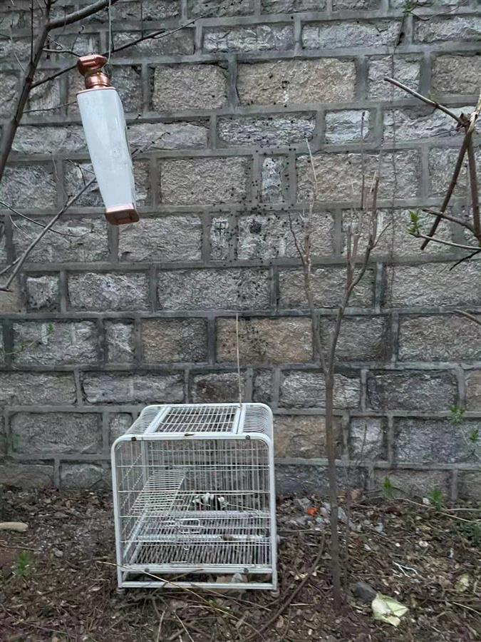 流浪猫疑被弹弓射杀 警方:已找到弹弓使用者