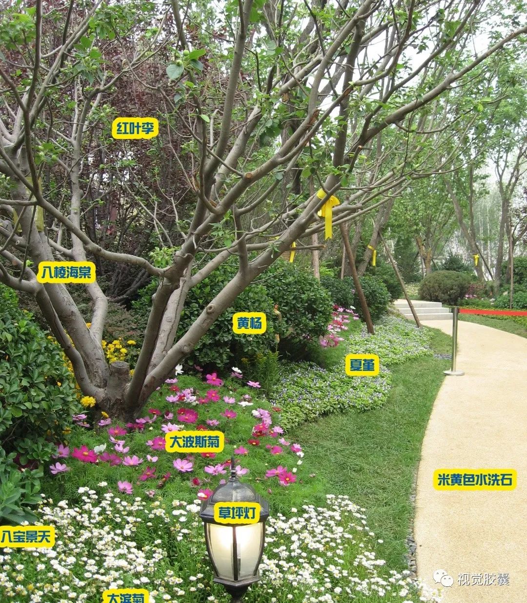 不会画植物分析图,我差点毕不了业!