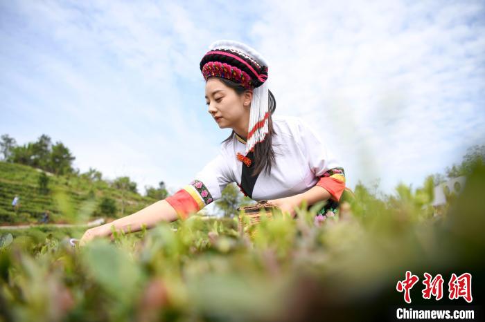 桑植白族图片