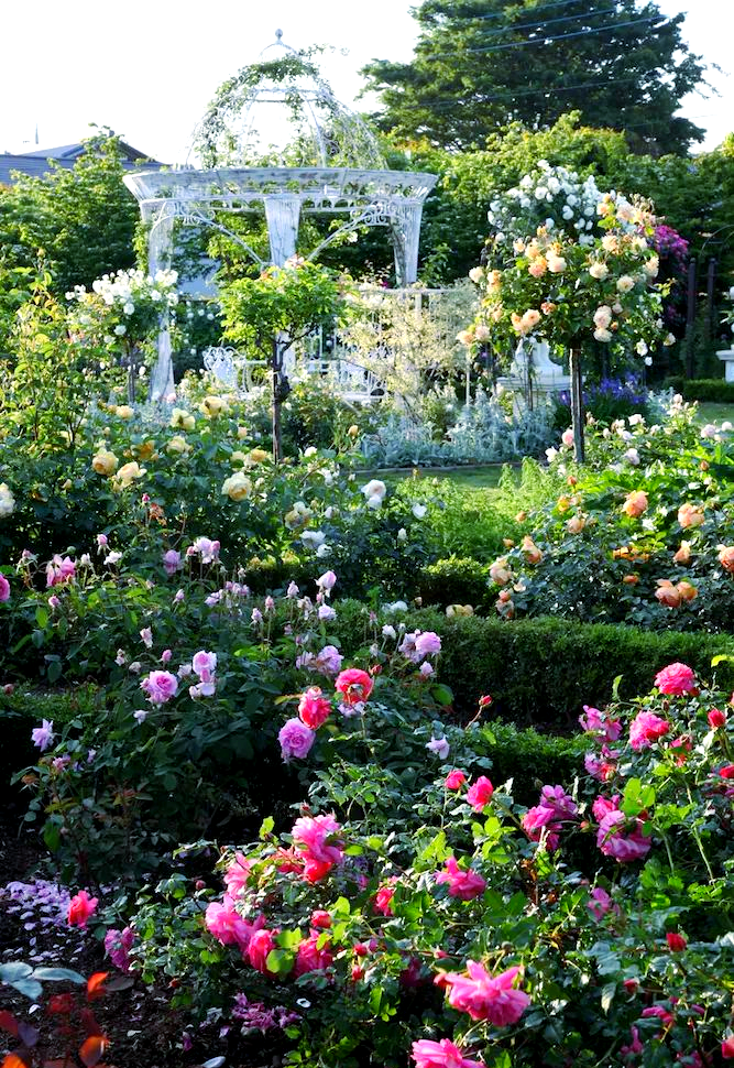 探索月季花在花园中的多样运用,打造多彩美景!