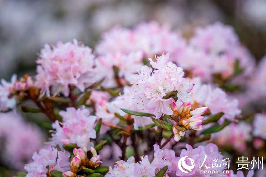 乌蒙大草原杜鹃图片