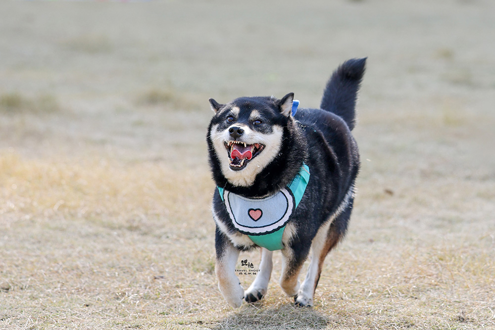 分享一位宠物摄影师魏艳宠物摄影作品~柴犬年会上幸福的狗狗