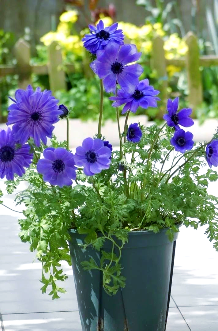 耐寒花卉银莲花,东北露养过冬,观赏性强且花期长