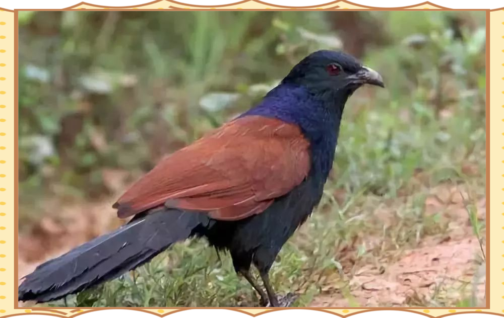 毛鸡捕抓全攻略:从声音到技术,轻松成为抓鸡高手