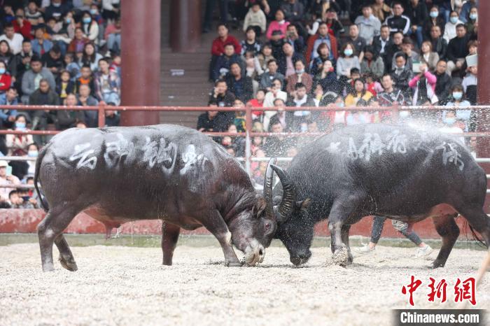 滇黔桂斗牛齐聚广西侗乡三江争夺"牛王"